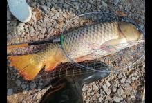 野钓鲤鱼的打窝与垂钓技巧分享，学会你也是鲤鱼杀手