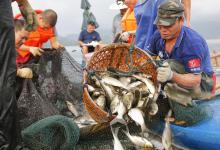 「钓技-海杆垂钓鲢鳙鱼」线组搭配技巧