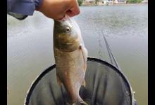 夏季钓涟鳙技巧浅谈