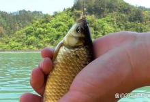 夏季晚上钓鱼最好用技巧