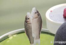 夏季钓草鱼的四个技巧