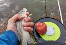 用拉饵野钓鲫鱼的这4个要诀，建议钓友们都来看看，效果倍增！