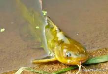 夏季钓鲤鱼如何选择最好的浮漂？