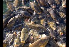 8种常见鱼的觅食“高峰期”，学会了事半功倍