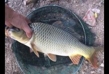 老钓友分享野钓鲤鱼技巧，从此不空军