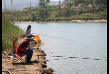 钓鱼人注意：不是所有鲤鱼都能带回家，这5种野生鲤鱼钓到要放生