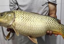 为什么黑坑钓的鲤鱼越来越大？怎么能钓到大鲤鱼？要领在这里