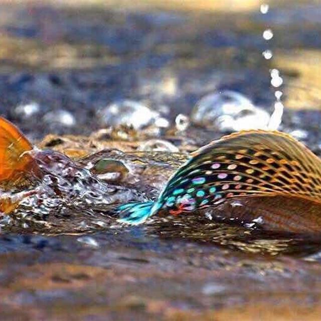 额尔齐斯河飞钓"花翅子"此鱼被誉为溪流里的女士