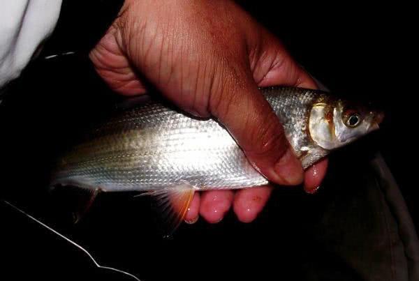 嘴巴小,冲劲大,尾巴呈淡黄色,土名叫"黄尾鱼"