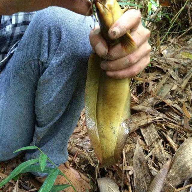 野河沟里钓到这种长胡子鱼,口中有股清甜之味