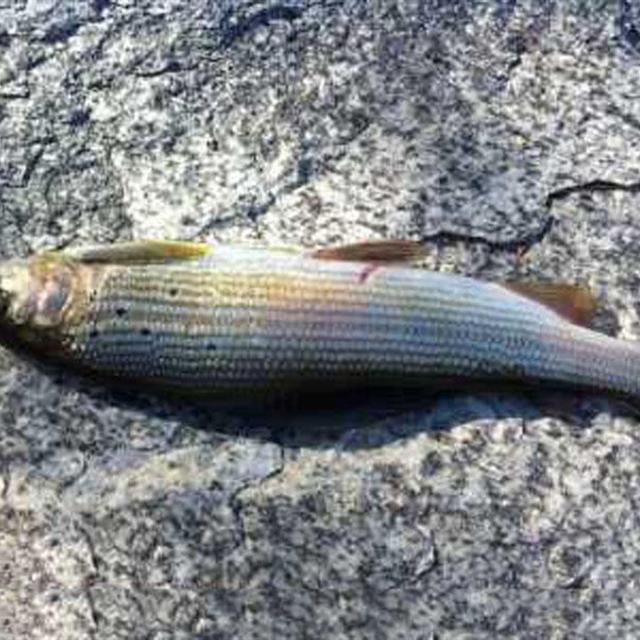 在阿勒泰山溪有一种被当地人名为"花翅子"的溪鱼,相当漂亮