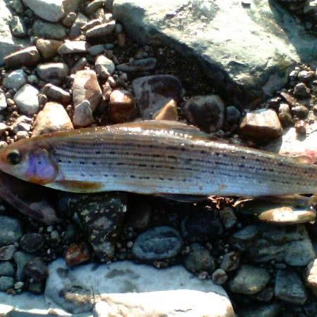 我在阿勒泰垂钓花翅子鱼喝过一次鱼汤奶白鲜甜无腥