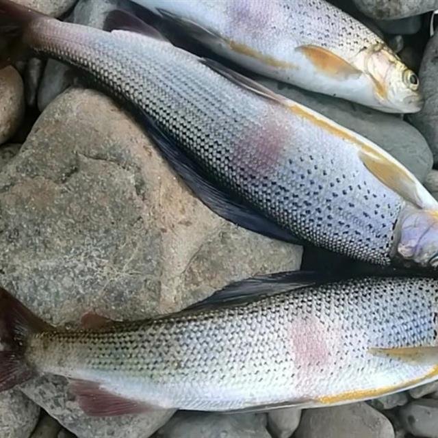 额尔齐斯河飞钓"花翅子"此鱼被誉为溪流里的女士