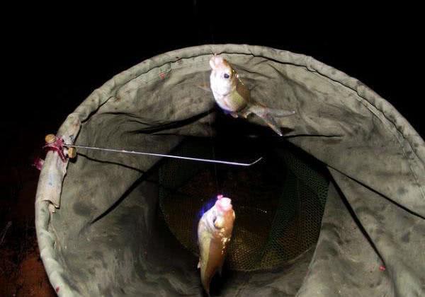 嘴巴小,冲劲大,尾巴呈淡黄色,土名叫"黄尾鱼"