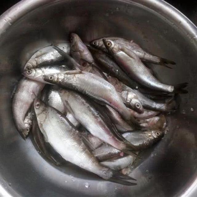 很多钓鱼人分不清楚,有人叫它撅嘴鲢