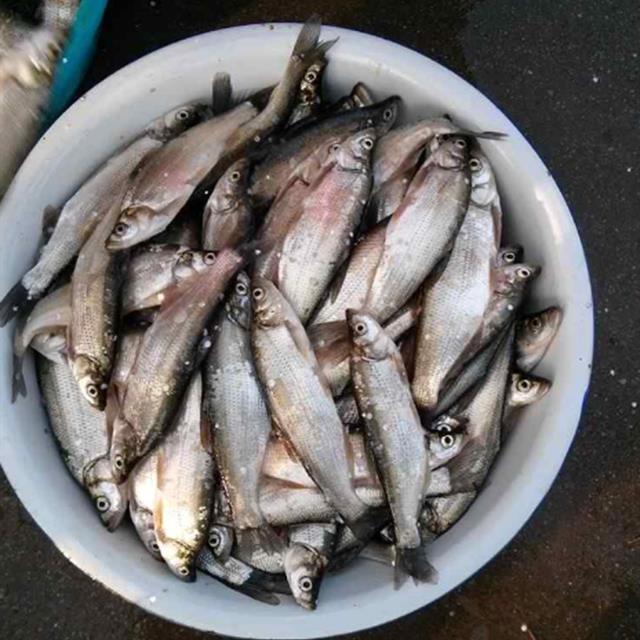 很多钓鱼人分不清楚,有人叫它撅嘴鲢