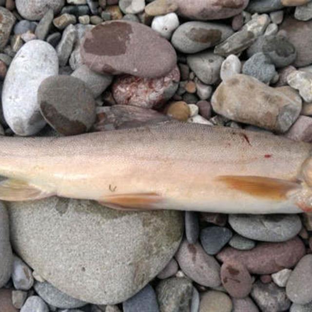 消失的鱼种,四川雅鱼,因其头上藏有一把"宝剑"而出名