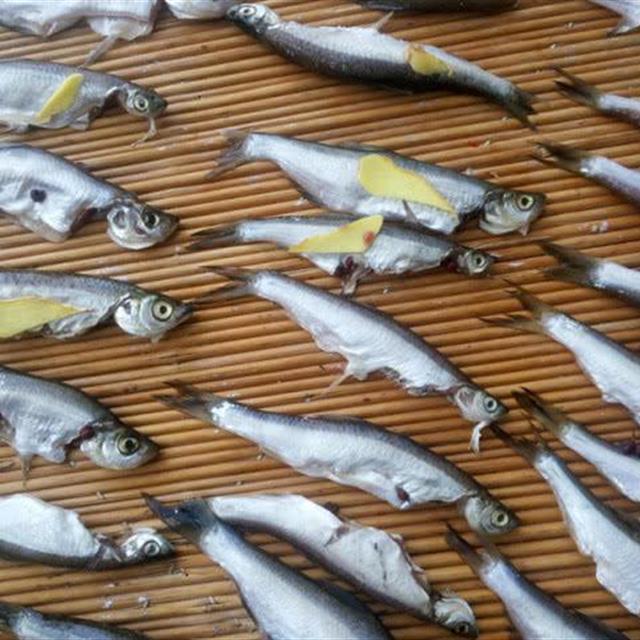 很多钓鱼人分不清楚,有人叫它撅嘴鲢