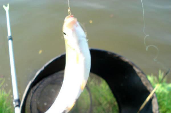 嘴巴小,冲劲大,尾巴呈淡黄色,土名叫"黄尾鱼"