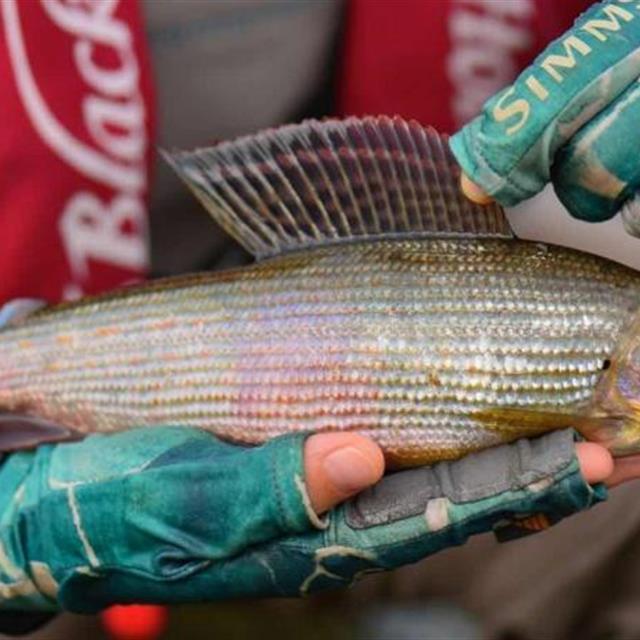 额尔齐斯河飞钓"花翅子"此鱼被誉为溪流里的女士