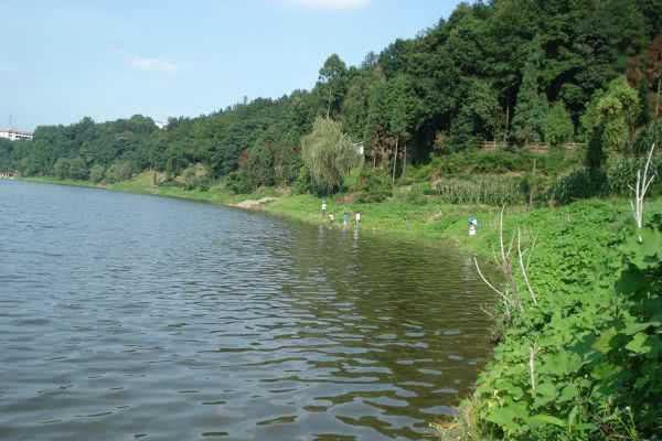 嘴巴小,冲劲大,尾巴呈淡黄色,土名叫"黄尾鱼"