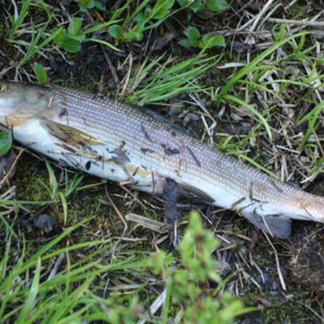 我在阿勒泰垂钓花翅子鱼喝过一次鱼汤奶白鲜甜无腥