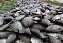 罗非鱼算不算入侵物种？离开非洲老家之后，它在全世界横行