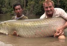 它是亚马逊里的淡水鱼之王，为什么又被叫作鱼中傻狍子