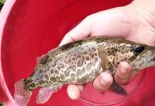 在我的家乡钓鳜鱼，手竿海竿都有人用，就是没人用路亚