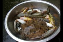 一只一斤多重的野生斑点大甲鱼，让我想起小时候钓甲鱼的方法