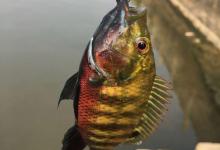 罗非鱼爱“谈恋爱”钓鱼人利用此特性，将其一窝端