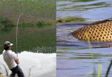 钓到大鱼的时候，有两个操作姿势要正确