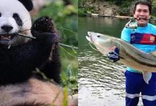 这些年消失的鱼种：它的濒危等级和大熊猫一样，却没有几个人认识