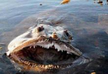 它是一条丑陋的鱼，却拥有一颗温柔的肝