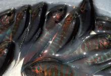 这种鱼多在臭水沟、颜色鲜丽，且煮不烂，广州人叫做“花手巾”