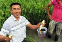 稻田里养的稻花鱼，味道比较鲜美，想想就流口水