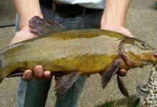 混养水库钓获从未见过的丁桂鱼，野生的很好吃