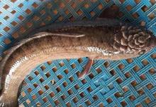 一条头上长了“花”的鱼，原来是来自泰国的入侵物种