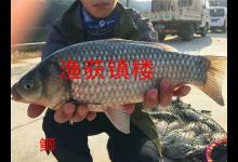 打破了我的垂钓记录，一条一斤二两的大野鲫