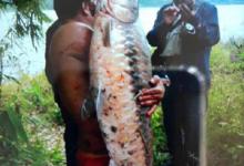 澜沧江里消失的鱼种：中国结鱼，云南当地百姓俗称“红翅膀”