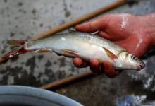 洱海特产“弓鱼”它们首尾相接，屈身弹起，把自己射向前方