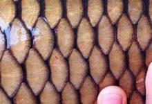 乡下亲戚家后山水库钓上来的大草鱼，足足有20斤重