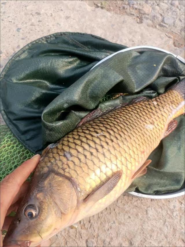 「技巧-钓鲤鱼」浅谈夏季野钓鲤鱼_钓鱼知识_爱钓鱼