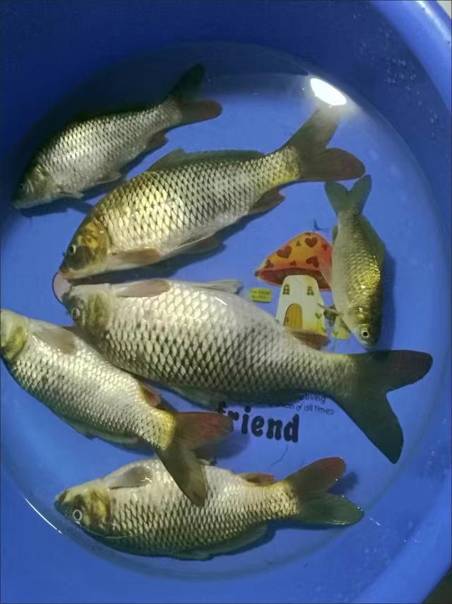 「技巧-钓鲤鱼」浅谈夏季野钓鲤鱼_钓鱼知识_爱钓鱼