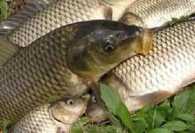 钓大鲤鱼的钓位和钓法，是决定有鱼获还是空军的两个重要因素