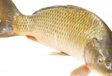 常钓到鲤鱼，却不知道鲤鱼有几大类，有哪些品种？