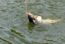 夏季钓鱼，天气选择“2 2”，钓位选择“3 3”，鱼儿追着钩子咬