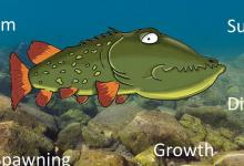 钓鱼人夏钓深、冬钓阳，根据变温动物调节机制来作钓，爆护不断