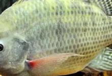 南方钓鱼人最烦的非洲鲫鱼，繁殖后代的方式很特别