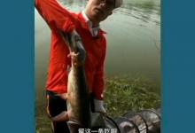 为啥有钓友认为邓刚钓翘嘴，鲢鳙爆护是提前打了重窝？改你三观